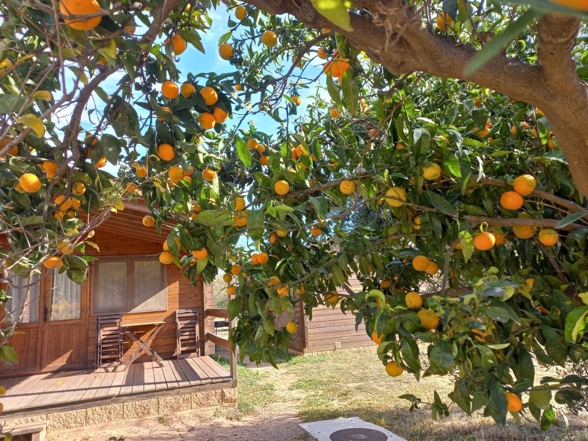 Hotel Ecologic Vinyols Camp Vinyols i Els Arcs Esterno foto